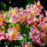 Alstromeria (50 fotek): světlé a atraktivní lilie inas